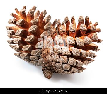 Conifer cone or cedar cone isolated on white background. File contains clipping path. Stock Photo