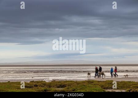 People walking dopgs on beach with dark storm clouds, Grange over Sands, Cumbria, UK Stock Photo