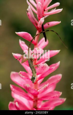 Anole (Anolis sp) tree lizard on a flower, Costa Rica Stock Photo