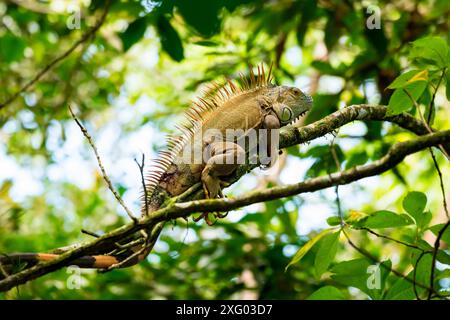 Green Iguana (Iguana iguana) on a branch, Costa Rica Stock Photo