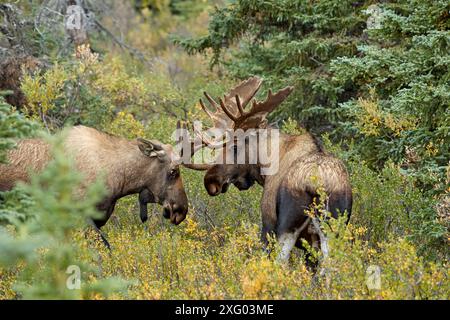 Alaskan moose (Alces alces gigas) in rut, Denali National Park, Alaska, USA Stock Photo