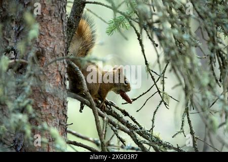Hudson squirrel (Tamiasciurus hudsonicus) eating a pine cone, Denali National Park, Alaska, USA Stock Photo