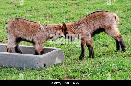 Kids playing in the meadow, Arche de la nature, Espace pedagogique, Le Mans Metropole, Sarthe, France Stock Photo