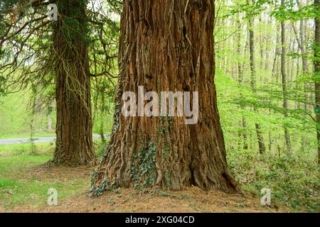 Giant sequoias on a "rond" in the Forêt de Troncais - Allier. From the end of the 19th century onwards, forest crossroads or "ronds" became part of th Stock Photo