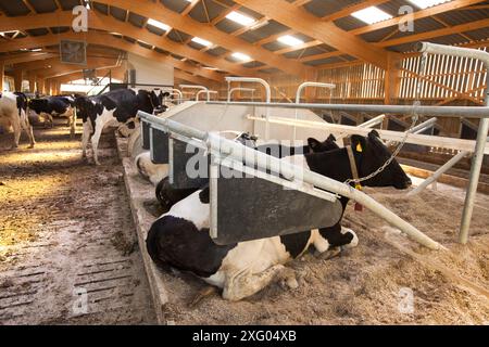 Holstein cows lying in cubicles in a glulam frame building, France Stock Photo