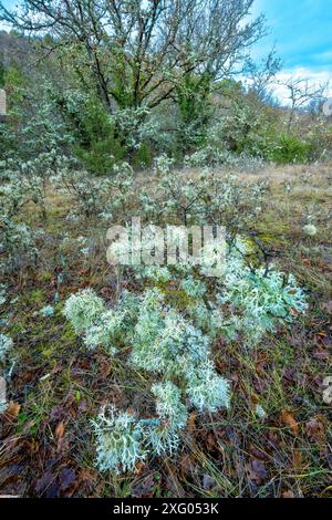 Lichens in the Luberon. Lichens (Evernia prunastri) cover low branches on a shady, damp Luberon hillside. A perfume base (antioxidant fixative) is ext Stock Photo