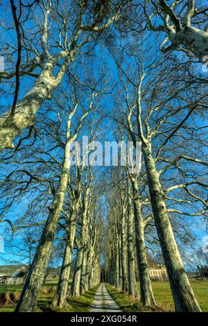 Alley of old plane trees in Provence, Luberon region, France Stock Photo