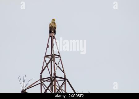 White-tailed eagle (Haliaeetus albicilla) perched atop an electricity pylon, Danube delta, Romania Stock Photo