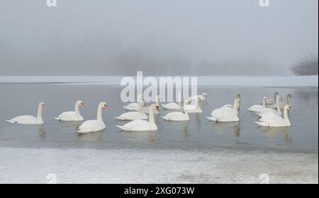 Mute Swans (Cygnus olor) by the river in winter, Vosges du Nord Regional Nature Park, France Stock Photo