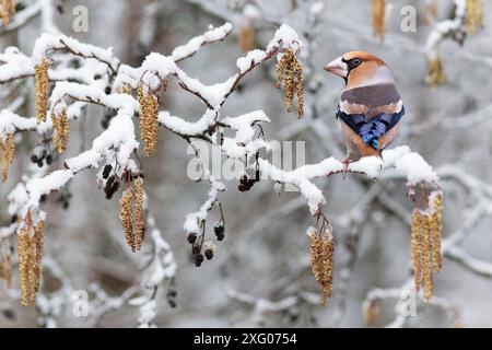 Hawfinch (Coccothraustes coccothrautes) male in a snow-covered alder (digital composition), Vosges du Nord Regional Nature Park, France Stock Photo