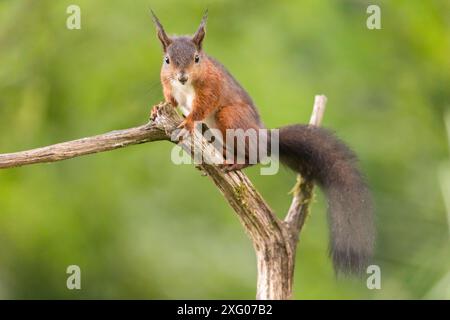 Red squirrel (Sciurus vulgaris) on a branch, Slovenia Stock Photo