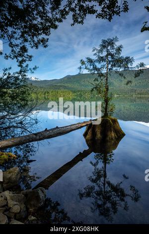 WA25473-00...WASHINGTON - Tree growing on a stump of tree, cut when trees were cleared and Baker Lake created. Stock Photo