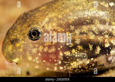 Agile frog (Rana dalmatina) tadpole developing in a pond, city of Couffy, Loir et Cher, France Stock Photo