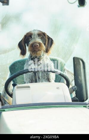 Young Griffon Korthals dog sitting in a tractor, Bocage bourbonnais, Allier, France Stock Photo