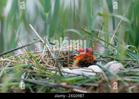 Young Coot (Fulica atra) nesting on a lake, Manche, Normandy, France. Stock Photo
