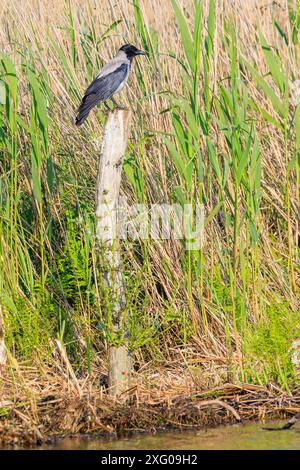 Hooded crow ( Corvus cornix) on a stake at the edge of a marsh in the Danube delta, Romania Stock Photo