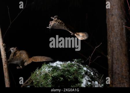 Northern flying squirrel (Glaucomys sabrinus) landing on a trunk, Region du Saguenay lac St Jean, Province du Quebec, Canada Stock Photo