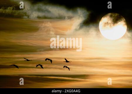 Flight of grey cranes (Grus grus ) in Nievre, Loire Valley, France Stock Photo