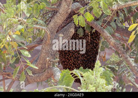 A close-up view of a beehive hanging on a tree branch surrounded by green leaves Stock Photo