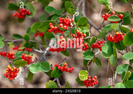 Red clustered fruits of the milkflower Cotoneaster (Cotoneaster coriaceus), Forcalquier, Alpes-de-Haute-Provence, France Stock Photo