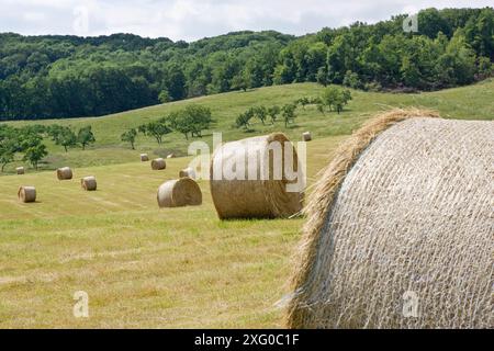 Round hay bales in a natural meadow at the edge of a forest, in the middle of an orchard, France Stock Photo