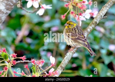 European finch (Serinus serinus) on a cherry branch in a garden in Cosne, Burgundy, France Stock Photo