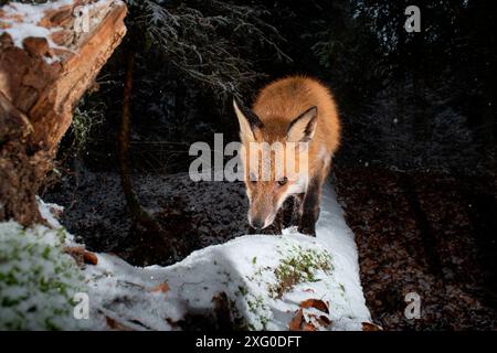 Red fox (vulpes vulpes) crosses a fall tree with snow, camera trap image, Aargau, Switzerland Stock Photo