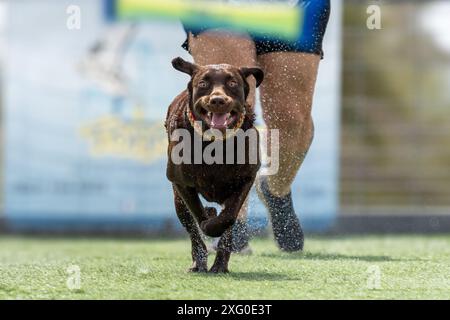Chocolate Labrador Retriever running down a dock to jump into the pool and grab a toy Stock Photo