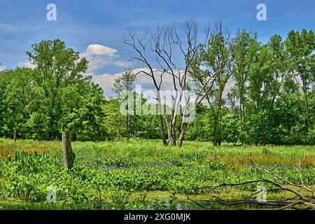 Teaneck Creek Conservancy in Teaneck,NJ,USA. A beautiful wetland scene,with blue skys and a single dead tree with a small marsh in the foreground. Stock Photo