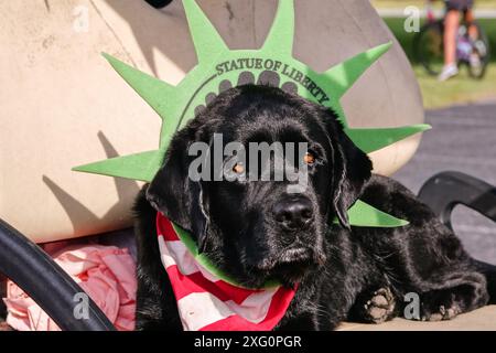 Sullivans Island, United States of America. 04 July, 2024. A black Labrador retriever wearing a Statue of Liberty foam crown waits for the annual Bicycle and Golf cart parade to begin celebrating Independence Day July 4, 2024 in Sullivans Island, South Carolina. Credit: Richard Ellis/Richard Ellis/Alamy Live News Stock Photo