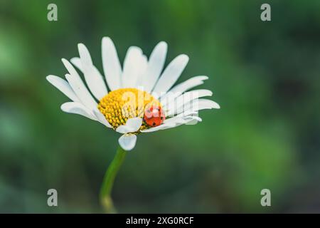 A Tiny Ladybug Resting on a Delicate Daisy in the Summer Sun/ Stock Photo