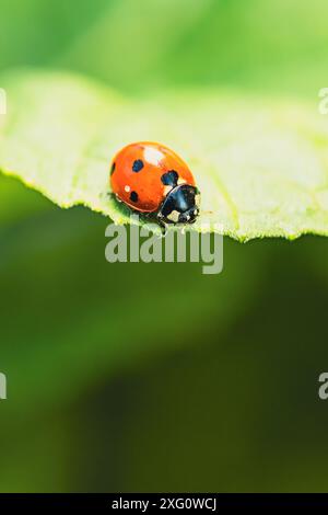 A Tiny Red Ladybug Perched On A Leaf In The Summer Sun. Stock Photo