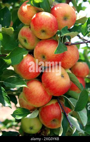 Harvest time in the orchard Stock Photo