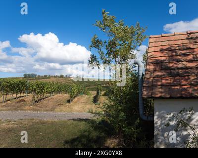 Oesterreich, Burgenland, Bezirk Oberpullendorf, bei Neckenmarkt, Weinberge bei Sonnenaufgang im Herbst, Blick ueber Deutschkreutz, Blaufraenkischland Stock Photo