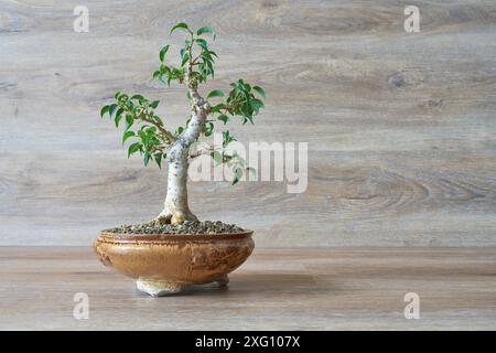 Weeping fig (Ficus Benjamina) as a bonsai in front of a wooden background Stock Photo