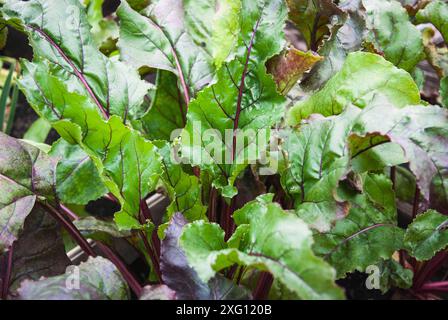 Beetroot greens grown in the garden bed Stock Photo
