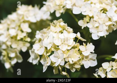 Smooth Hydrangea (Hydrangea arborescens) flowers closeup green white flowers in garden Stock Photo