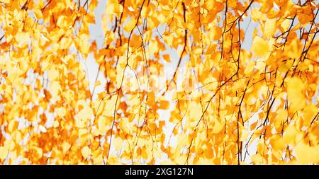 Autumn foliage background, fall nature blurred banner, yellow birch tree leaves in the sun Stock Photo