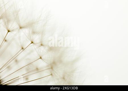 Delicate dandelion seeds, macro shot Stock Photo