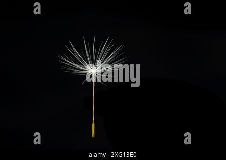 Single Dandelion seed on black background Stock Photo