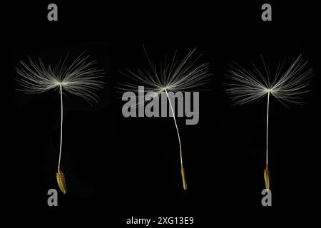 Three Dandelion seeds on black background Stock Photo