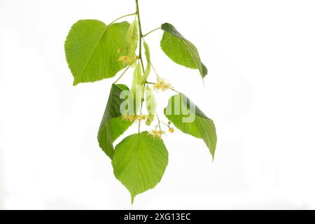 Lime blossoms with leafs isolated on white Stock Photo