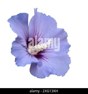 Single Hibiscus flower isolated on white background Stock Photo