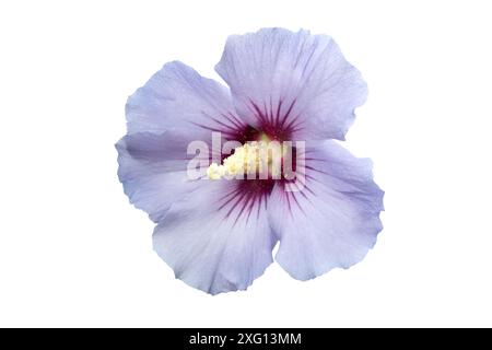 Single Hibiscus flower isolated on white background Stock Photo