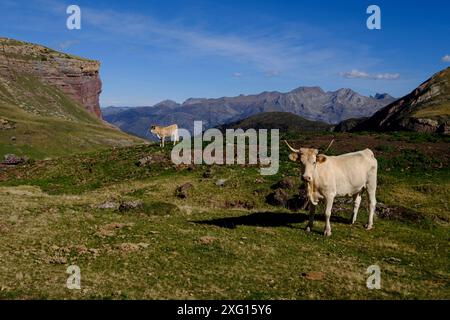 Camille path, caillaous ponds, pyrenees national park, pyrenees atlantiques, new aquitaine region, france Stock Photo