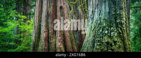 Large douglas fir and western redcedar tree trunks in old-growth forest, North Fork Sauk River Trail, Cascade Mountains, Washington State, USA Stock Photo