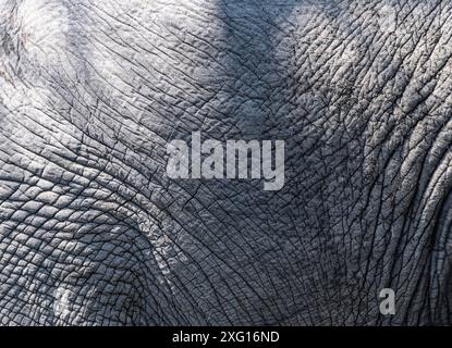 Skin of African Elephant (Loxodonta Africana) at Kruger National Park, South Africa, close-up shot Stock Photo