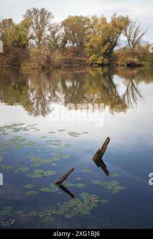 Sunken logs on a lake Stock Photo