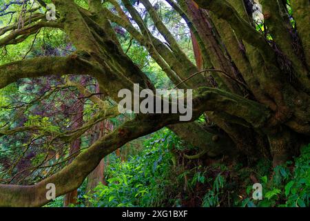 An old tree with thick, moss-covered branches, surrounded by dense greenery in the forest, Grena Park, Furnas, George Hayes, Lagoa das Furnas, Sao Stock Photo