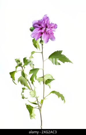 Pink hibiscus flower, Hibiscus syriacus on a white background, isolated Stock Photo